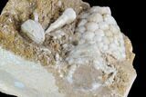 Fossil Crinoid (Physetocrinus) & Blastoid (Pentremites) - Missouri #87316-3